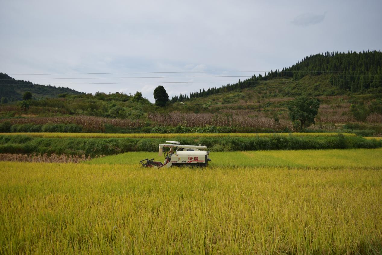 米坪乡3000余亩水稻迎丰收